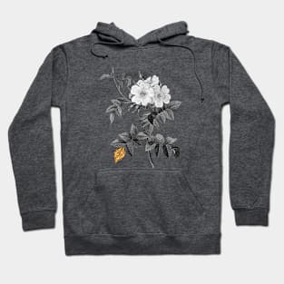 Black and Gold Leaf - Blooming White Rosebush - Vintage Botanical Hoodie